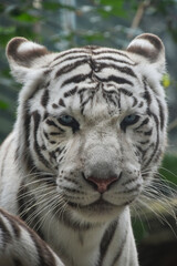 Fototapeta na wymiar Close up portrait of white tiger