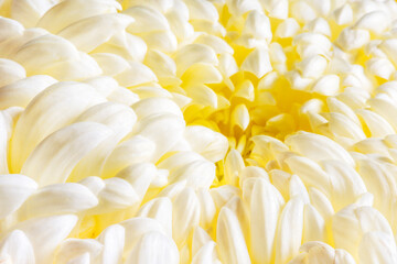 Abstract floral background, white chrysanthemum flower. Close-up flowers background for festive brand design.