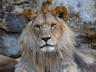 Close up portrait of young male African lion