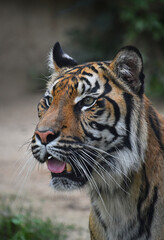 Fototapeta na wymiar Close up portrait of Sumatran tiger