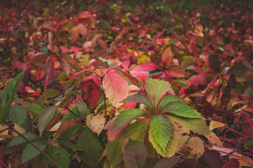 Blushing leaves of wild grapes