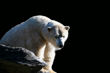 White arctic polar bear on rocks over black