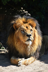 Close up portrait of lion looking up at camera