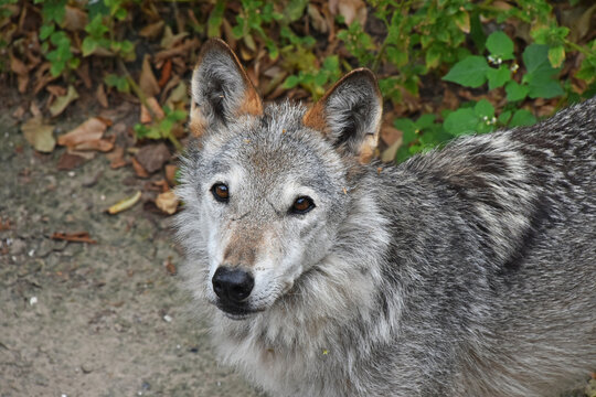 Close up portrait of young grey wolf