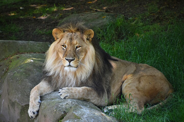 Full length portrait of lion resting in grass