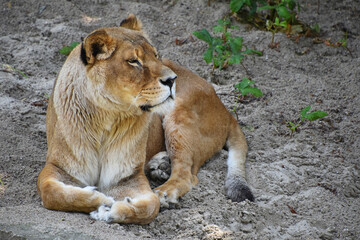 Full length portrait of lioness resting on ground