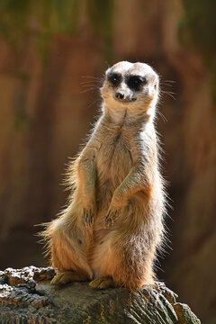 Close up portrait of meerkat on rock © breakingthewalls