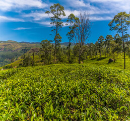 Looking over the tea bushes towards the hills in upland tea country in Sri Lanka, Asia
