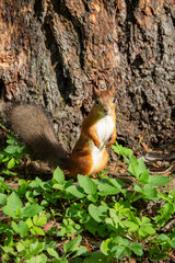 adult squirrel near a tree in the autumn forest