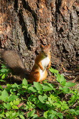 adult squirrel near a tree in the autumn forest