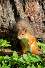 Naklejka na ściany i meble adult squirrel near a tree in the autumn forest