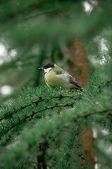 titmouse in the evening forest on the branches of a fir tree