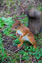 Naklejka na ściany i meble adult squirrel near a tree in the autumn forest