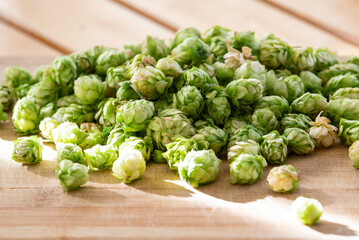 Humulus Lupulus