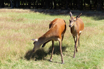 cerf gibier bois biche