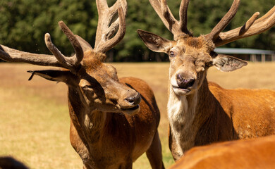 cerf gibier bois biche