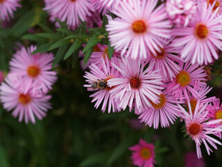 Asters ou marguerites d'automne aux fleurs aux ligules rubannées rose pourpré sur tige érigées...