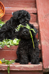 two puppies with forget-me-not flowers and a basket