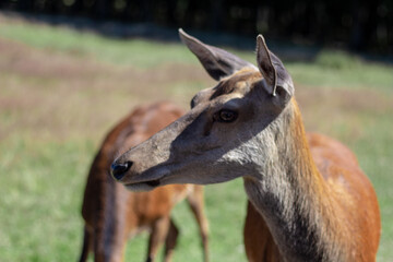 cerf biche faune mammifère vert