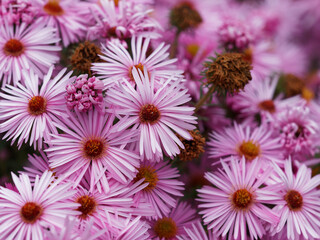 Obraz premium Grands asters d'automne ou étoiles d'automne à floraison éclatante de teinte pâle dans un feuillage vert sombre