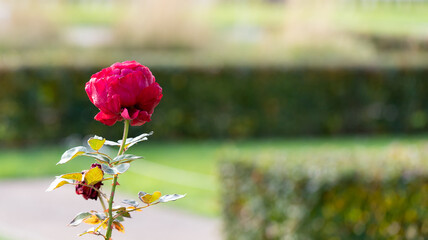 Bright red rose in green foliage in a park.