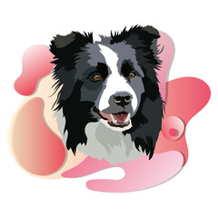 Border Collie dog head. Vector illustration