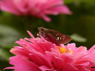 Conjoined swift (Pelopidas conjuncta) - close up of brown skipper butterfly on pink zinnia flowers...