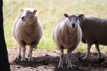 Sheep herd