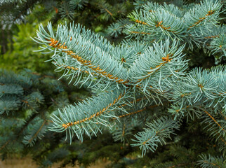 Spruce branch