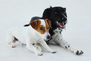 Young jack russell terrier and border collie laying together. Isolated on a white background. Two dogs posing together.