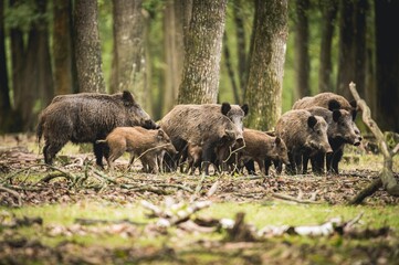 Rencontre chasse troupeau famille sangliers en forêt d'Europe - obrazy, fototapety, plakaty