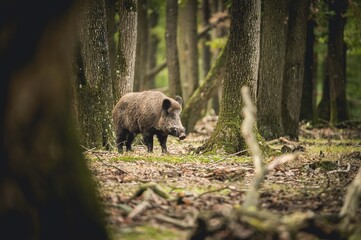 Rencontre chasse troupeau famille sangliers en forêt d'Europe - obrazy, fototapety, plakaty