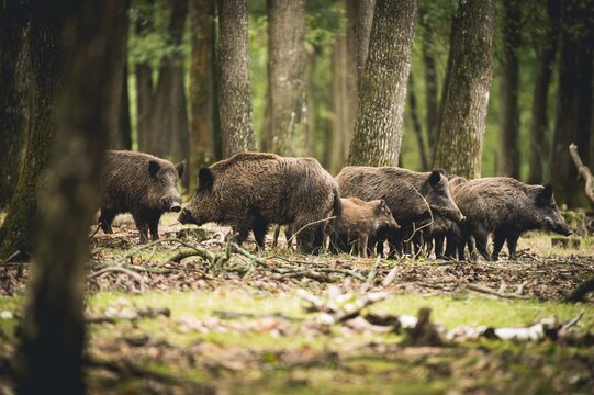 Rencontre chasse troupeau famille sangliers en forêt d'Europe