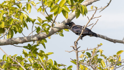 A watchful crow perched in a leafless branch, blue sky background on a sunny day.