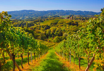 Fototapeta na wymiar Vineyards along South Styrian Wine Road, a charming region on the border between Austria and Slovenia with green rolling hills, vineyards, picturesque villages and wine taverns