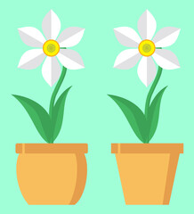 Daffodil spring flower in a flower pot. Vector illustration isolated on a stylish colored background. It can be used as a decorative element on a website or banners, as a greeting or invitation card, 