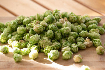 Humulus Lupulus