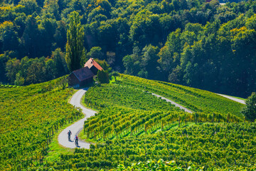 Cyclists on the famous Wine Road in the shape of a heart, a charming region on the border between...
