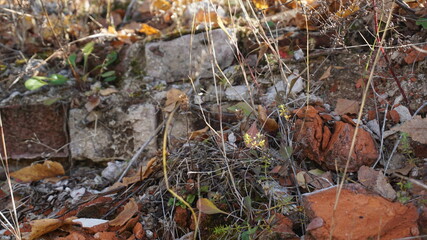 Old ancient medieval ruins of the wall in the Russian village
