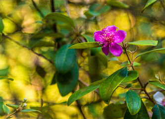 A pink flower in the Botanical gardens at Peradeniya, Kandy, Sri Lanka, Asia