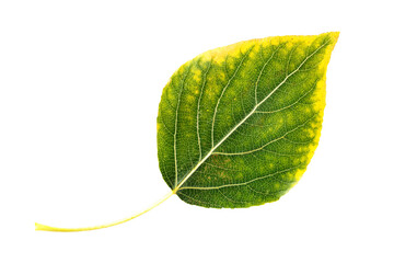 Closeup vertical image of poplar or cottonwood tree leaf isolated at white background. Textured...