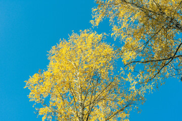 Bright colors of autumn in a mixed forest.