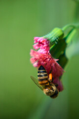 bee on a flower