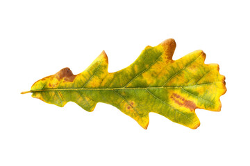 Closeup vibrant autumn oak leaf isolated at white background. Textured foliage pattern.