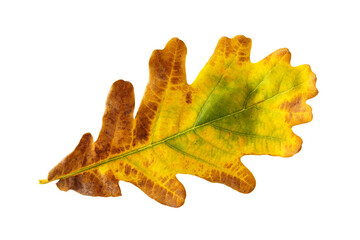 Naklejka na ściany i meble Closeup vibrant autumn oak leaf isolated at white background. Textured foliage pattern.
