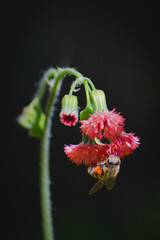 red and yellow flower