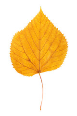 Closeup vertical image of yellow leaf of poplar or cottonwood tree isolated at white background. Textured pattern of autumn foliage.
