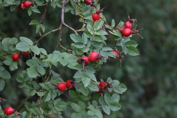 Red rose hips in the forest on the bush