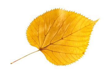 Closeup yellow leaf of poplar or cottonwood tree isolated at white background. Textured pattern of autumn foliage.