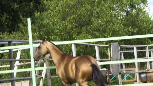 Beautiful golden buckskin horse in paddock, slow-motion